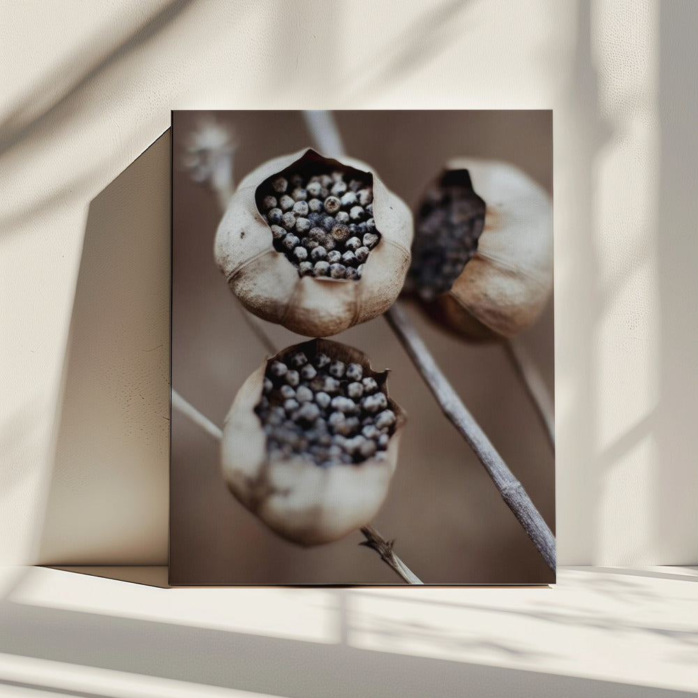 Nature&#039;s Capsules | Canvas