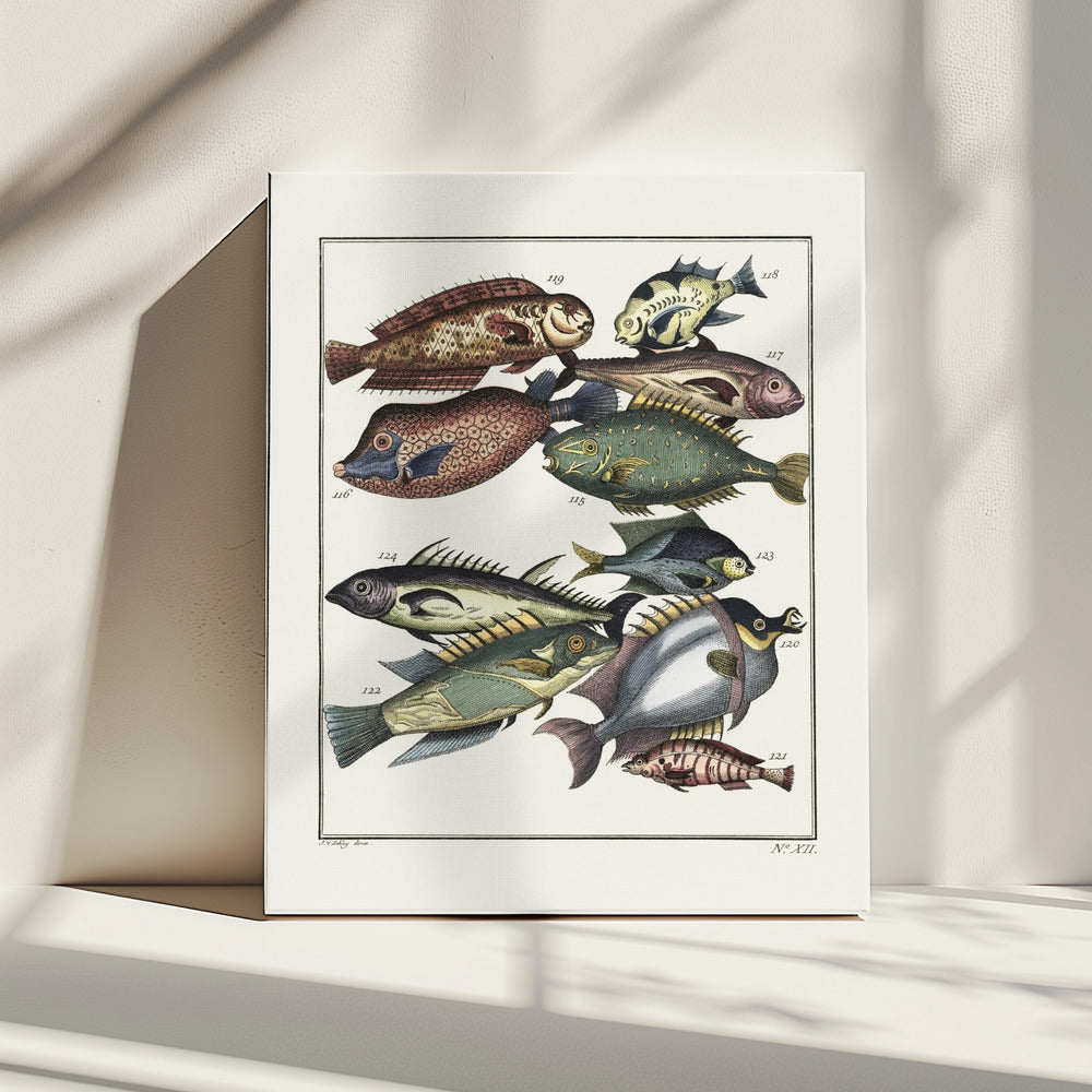 Exotic Fish (1767) By J V Schley | Canvas