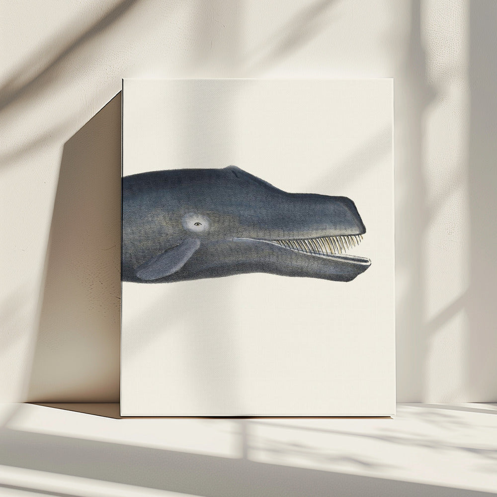 Whale I Tight Crop   Handcolored Sealife Lithograph 1824 | Canvas