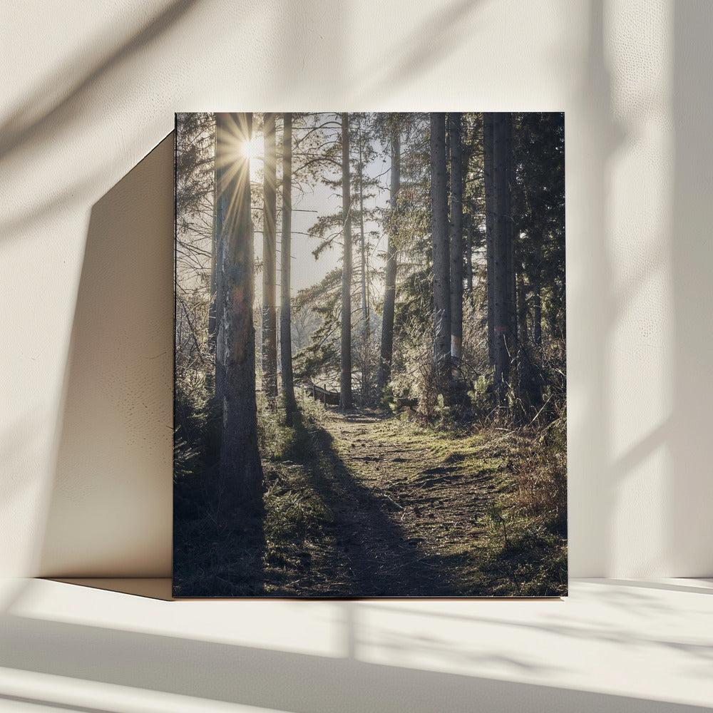 Dsf2913 Hdr 1 | Canvas