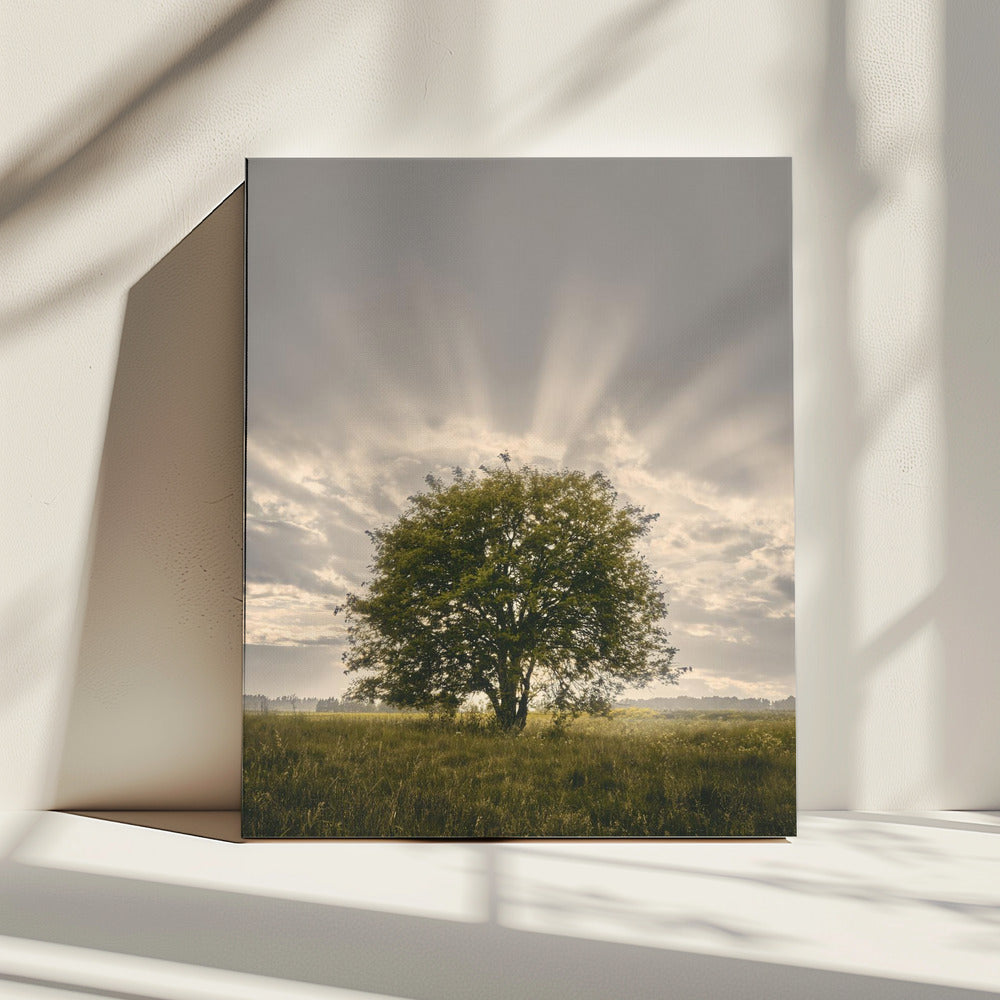 20220616  Dsf4394 | Canvas