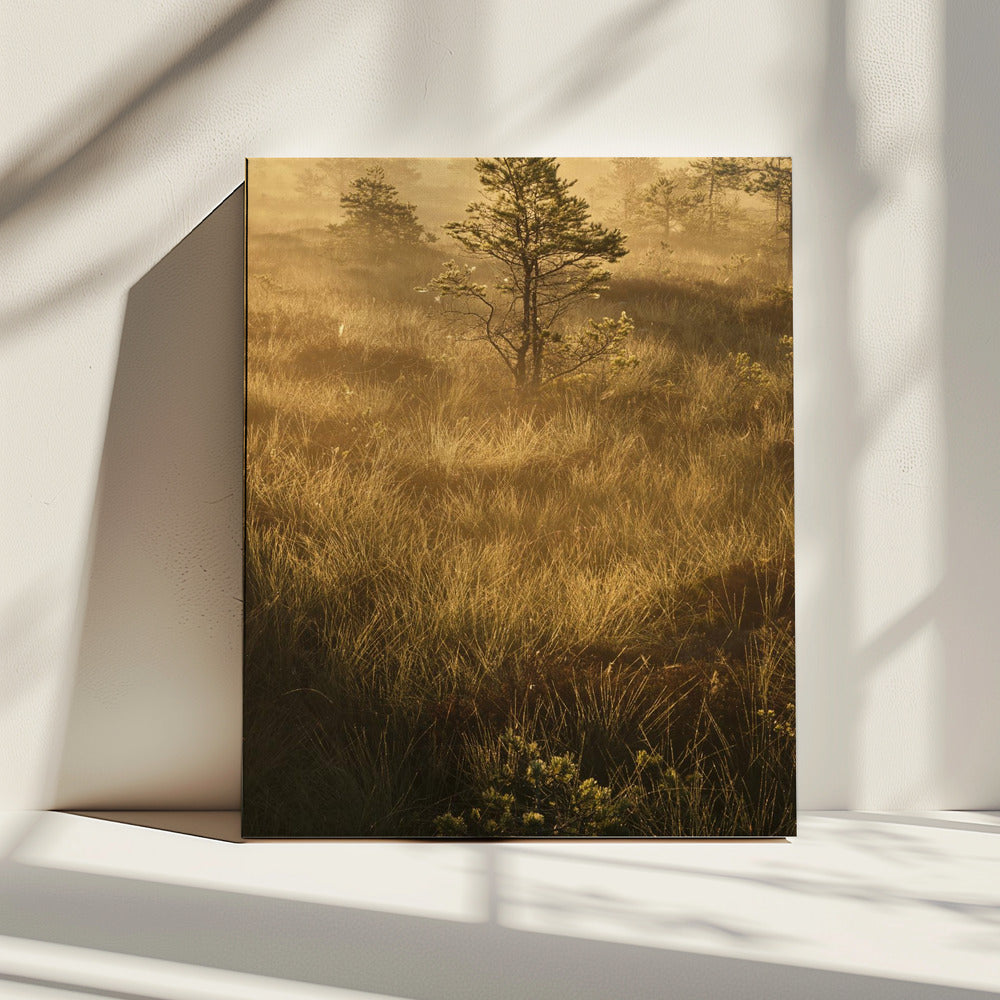 20220809  Dsf8033 | Canvas