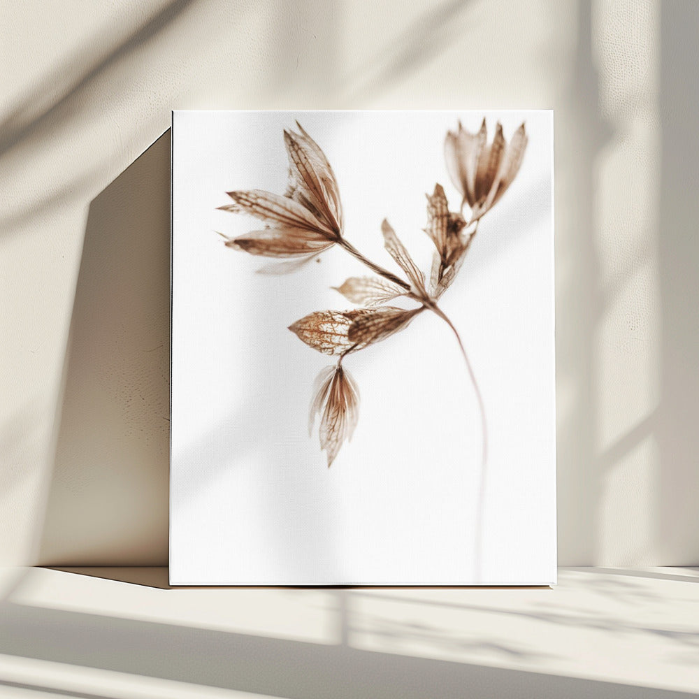 Delicate Plant I | Canvas