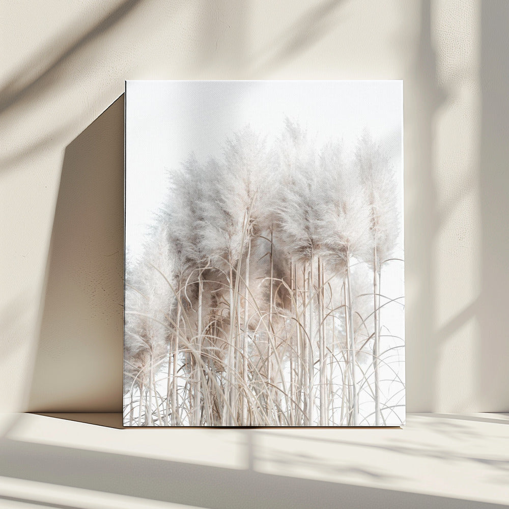 Pampas Grass II | Canvas