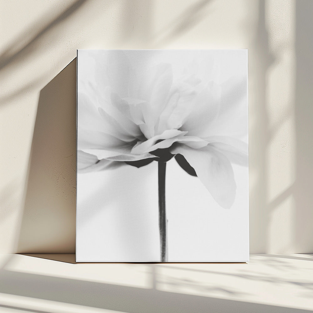 Japandi Coco | Canvas