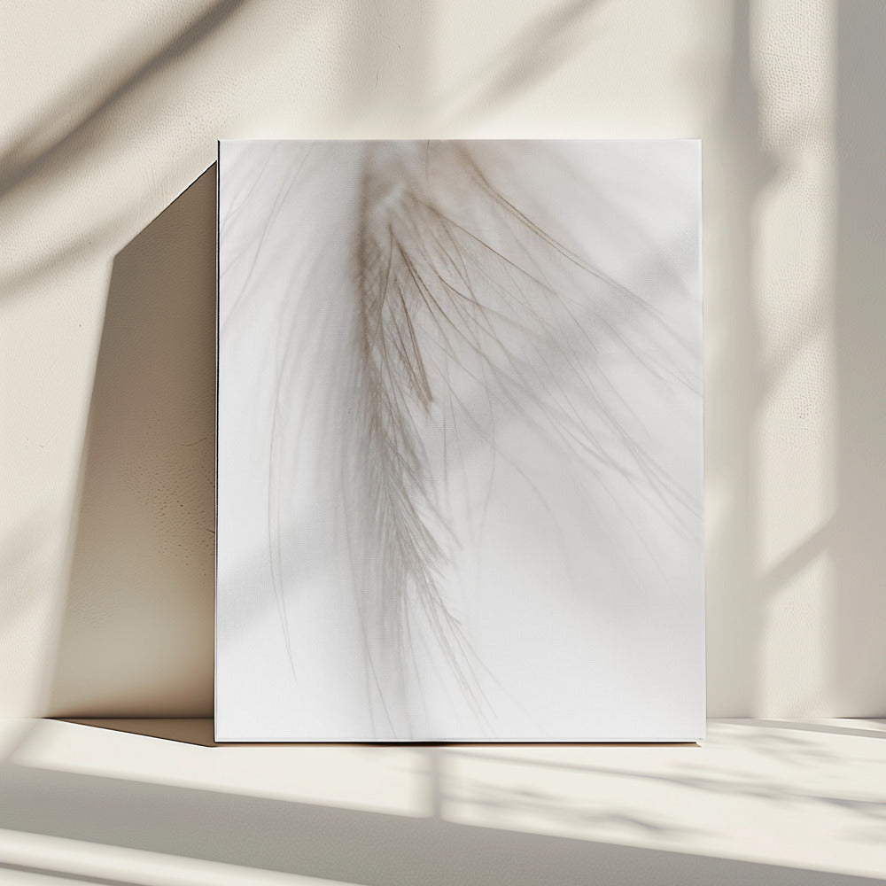 White Feather | Canvas