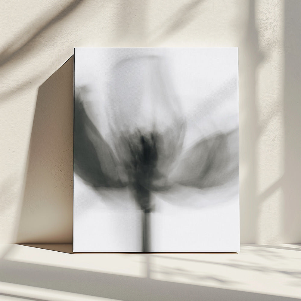 Mono Tulip | Canvas