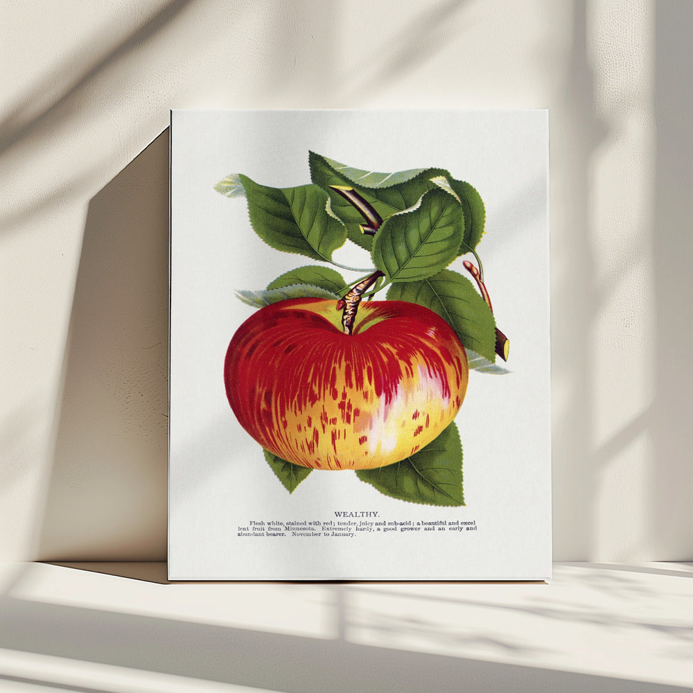 Wealthy Apple Lithograph | Canvas