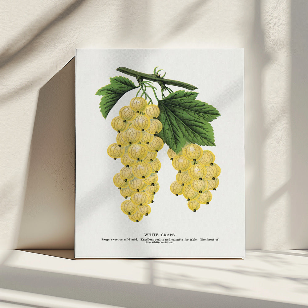 White Grape Lithograph | Canvas