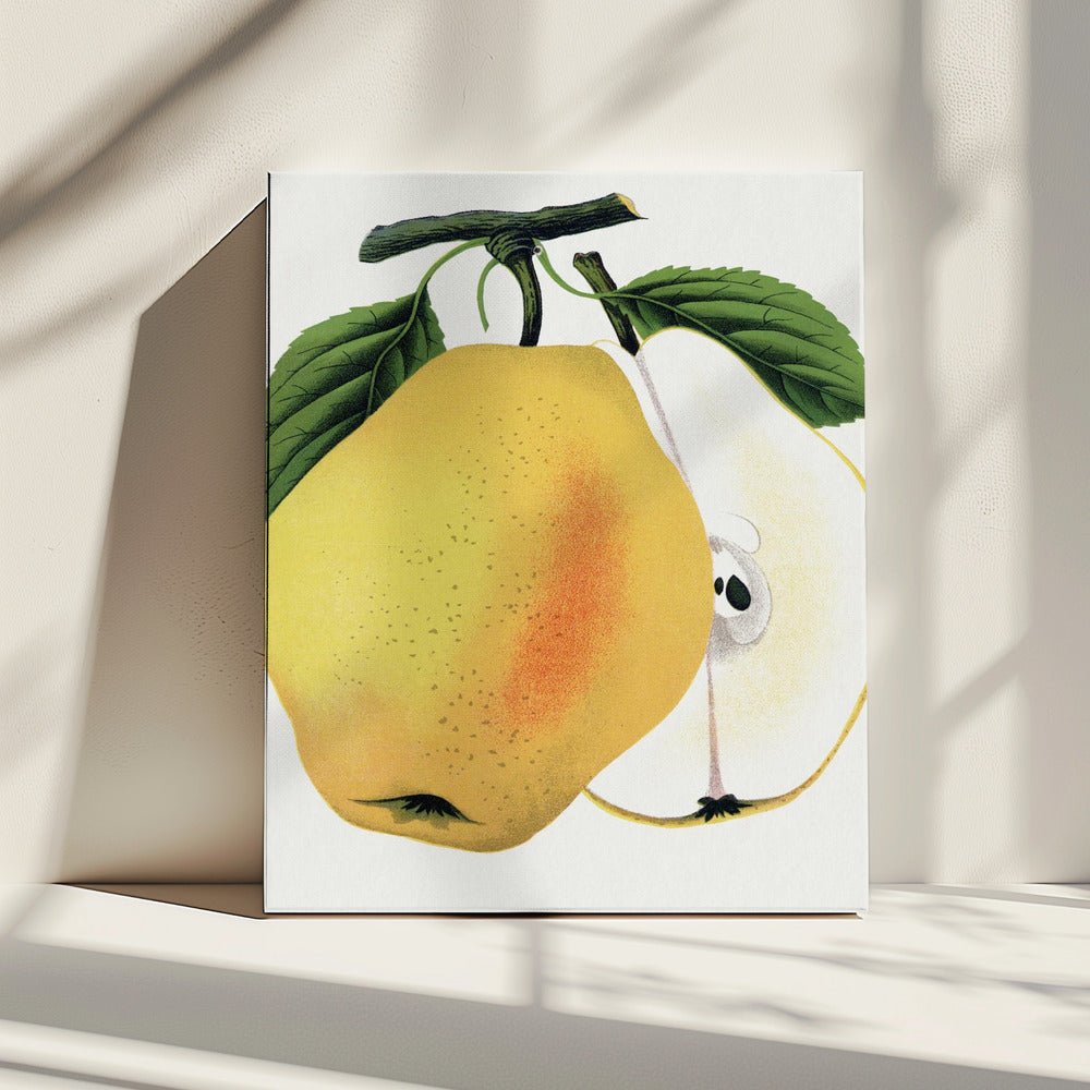 Kiefer's Hybrid Pear Lithograph | Canvas