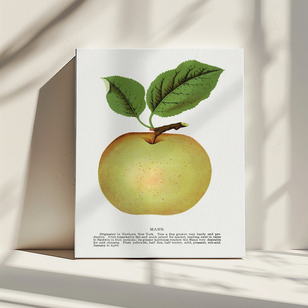 Mann Apple Lithograph | Canvas