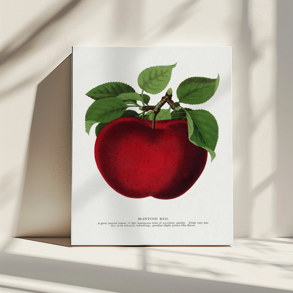 Mcintosh Red Apple Lithograph | Canvas