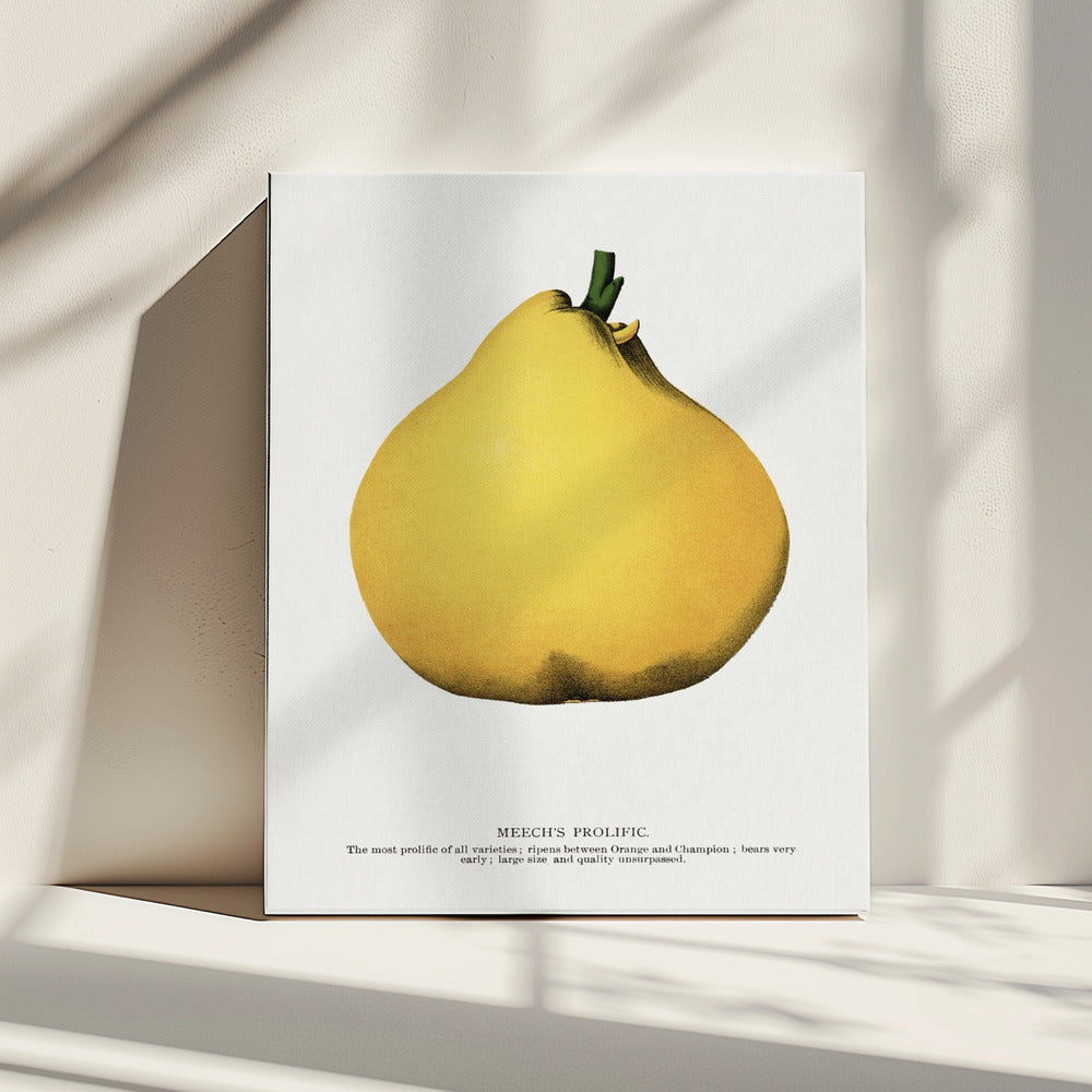 Meech's Prolific Pear Lithograph | Canvas