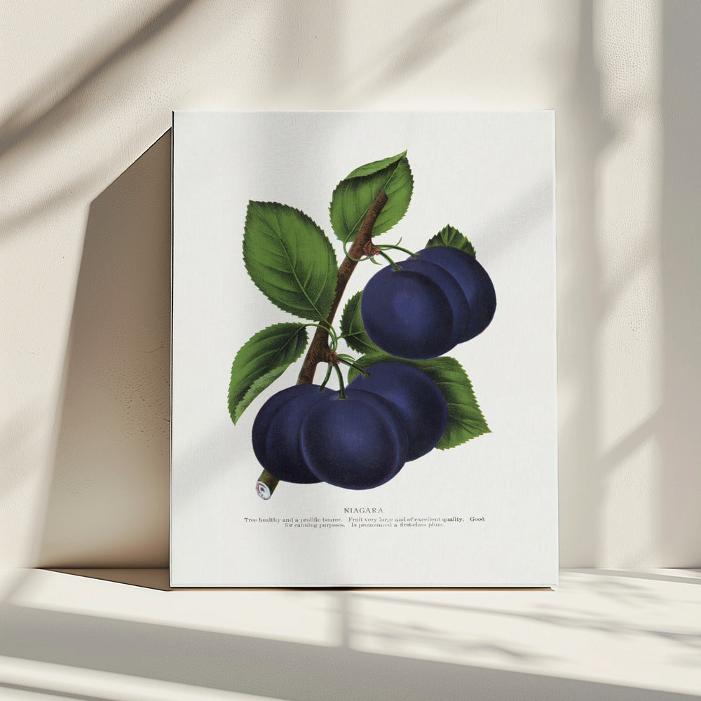 Niagara Plum Lithograph | Canvas