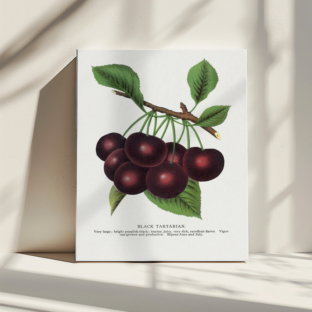 Black Tartarian Cherry Lithograph | Canvas