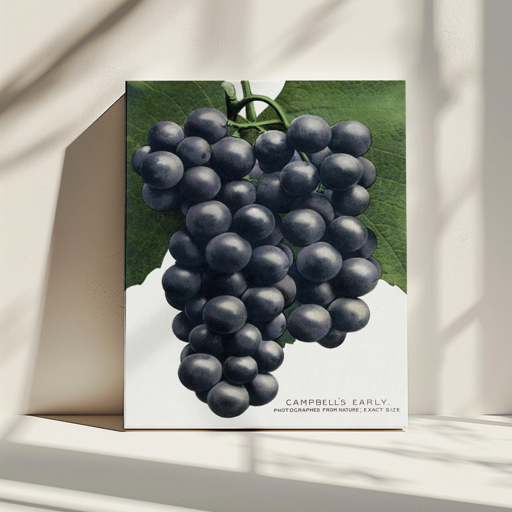 Campbell's Early Grape Lithograph | Canvas
