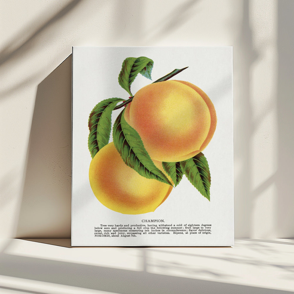 Champion Plum Lithograph | Canvas