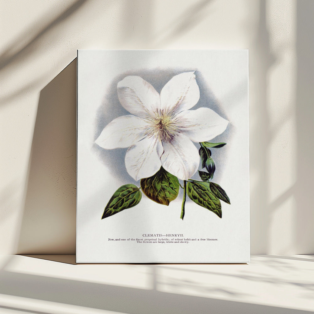 Clematis Flower Lithograph | Canvas