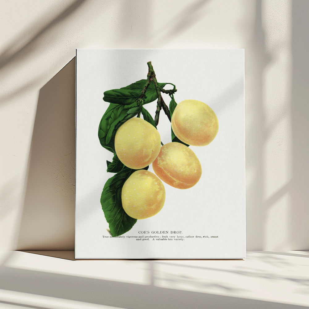 Coe's Golden Drop Plum Lithograph | Canvas