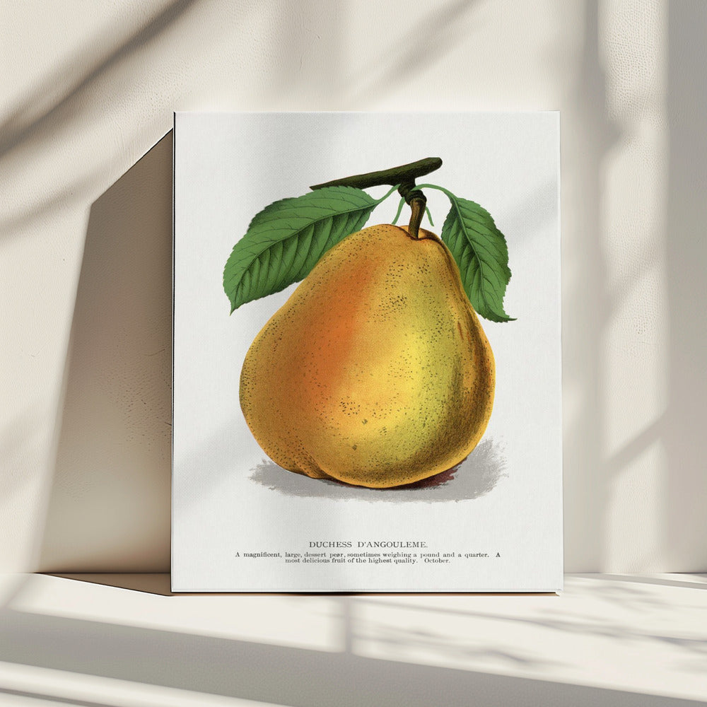 Duchess D'angouleme Pear Lithograph | Canvas