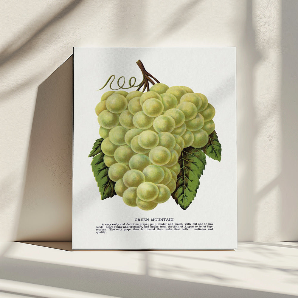 Green Mountain Grape Lithograph | Canvas