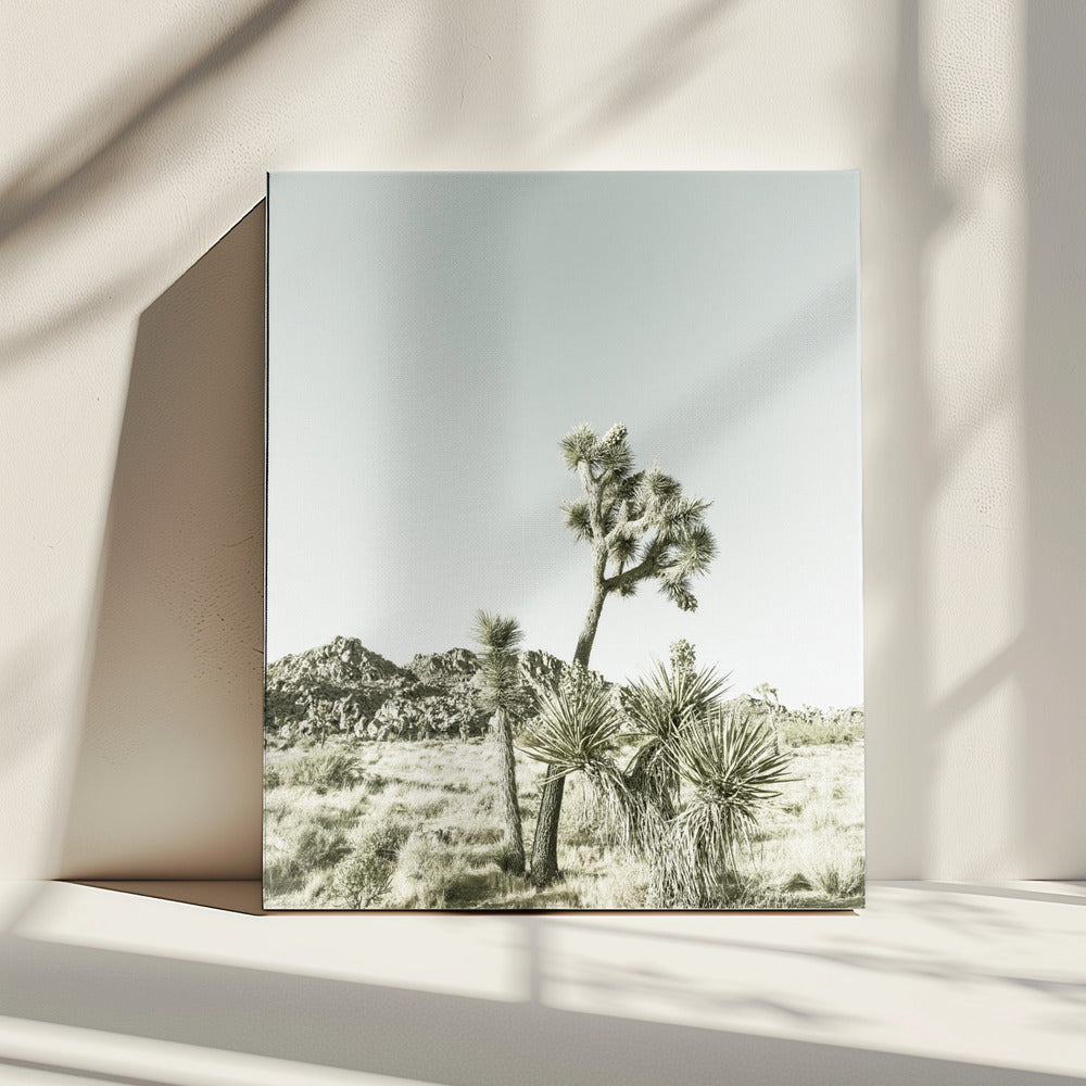 Joshua Tree National Park Vintage Impression | Canvas