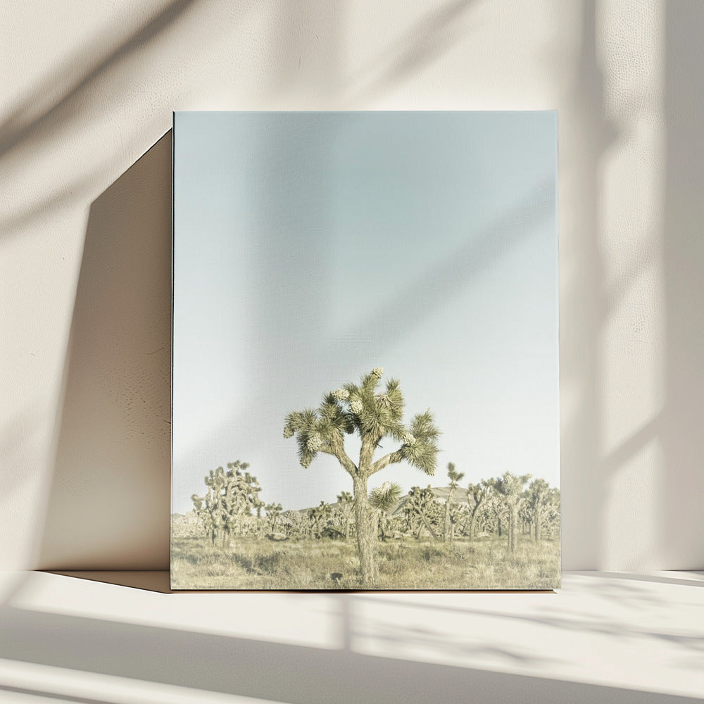 Vintage Joshua Tree National Park | Canvas