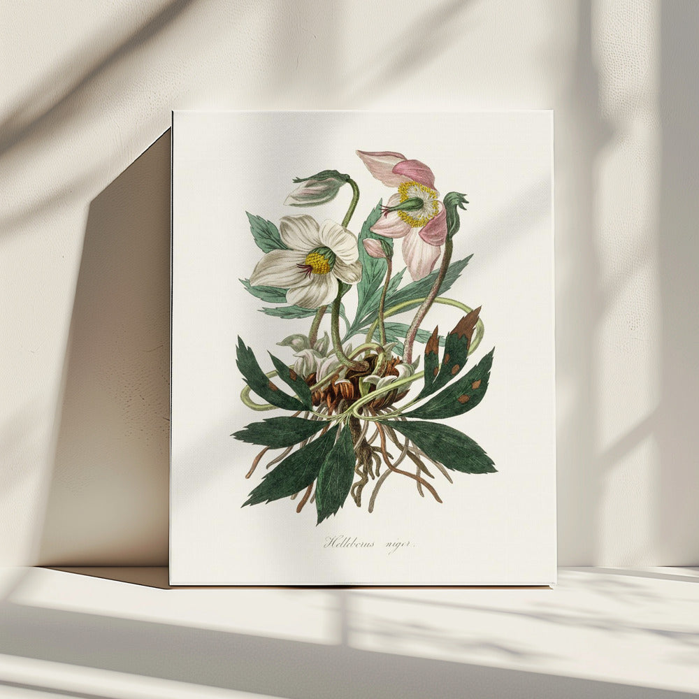 Christmas Rose (helleborus Niger)  Medical Botany | Canvas