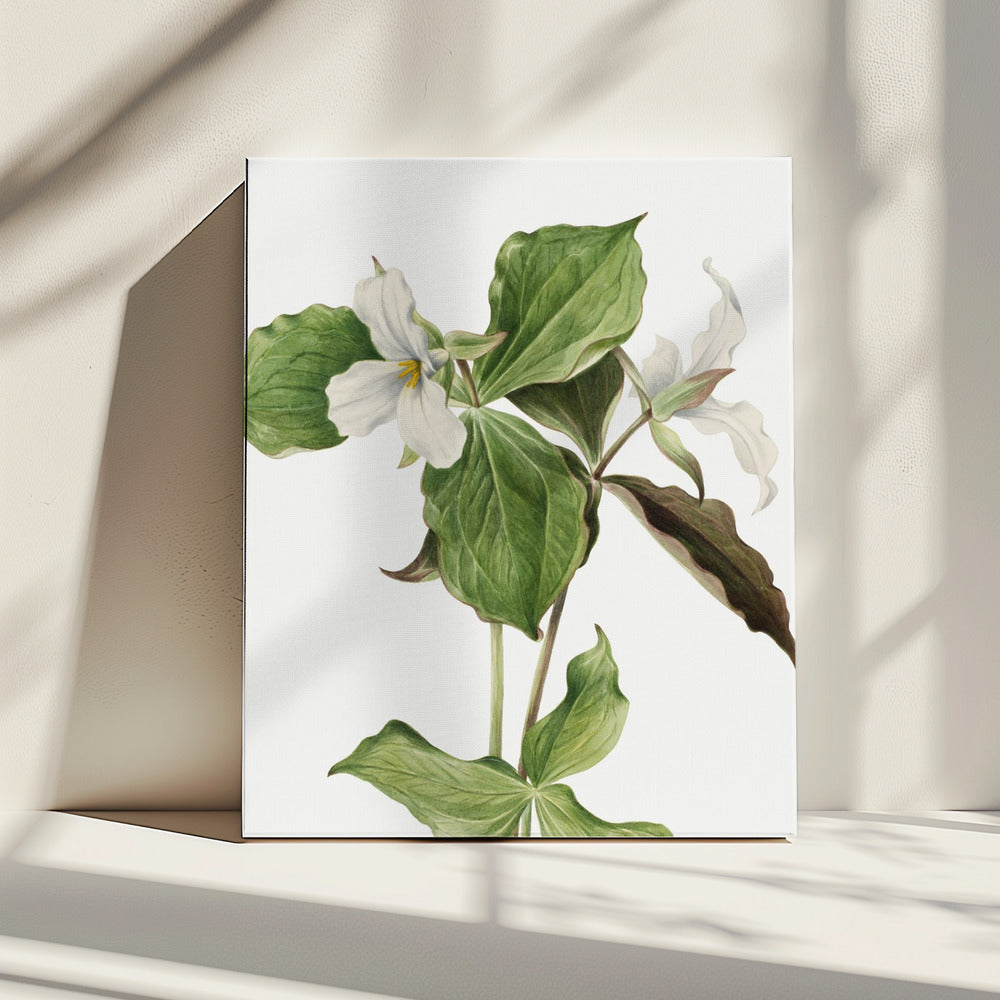 Large White Trillium | Canvas