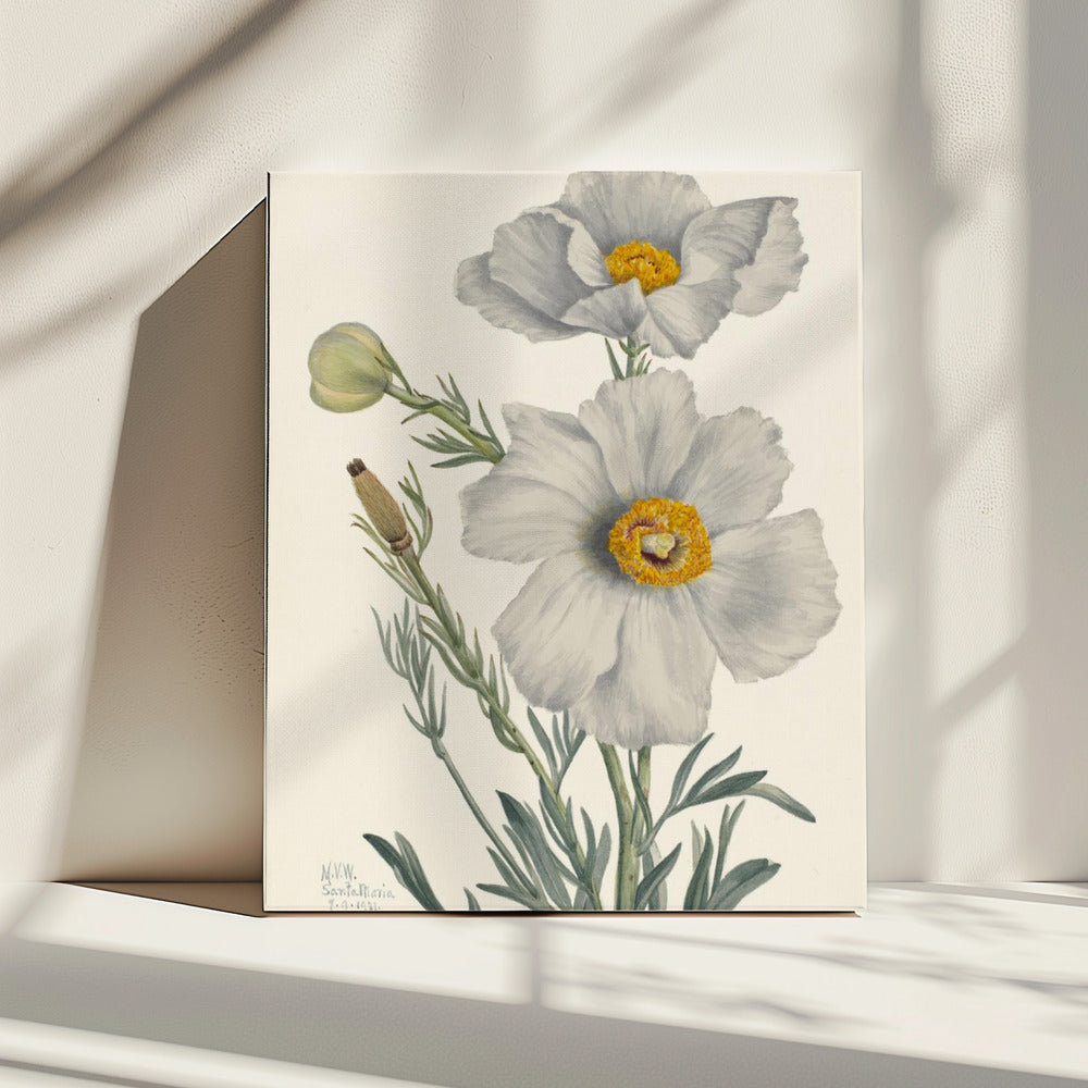 Matilija Poppy | Canvas