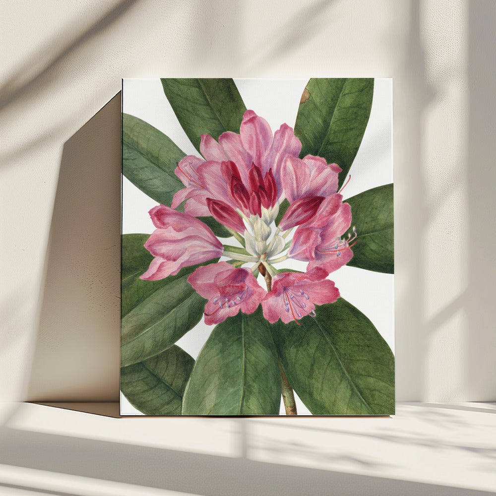 Mountain Rose Bay (1932) | Canvas