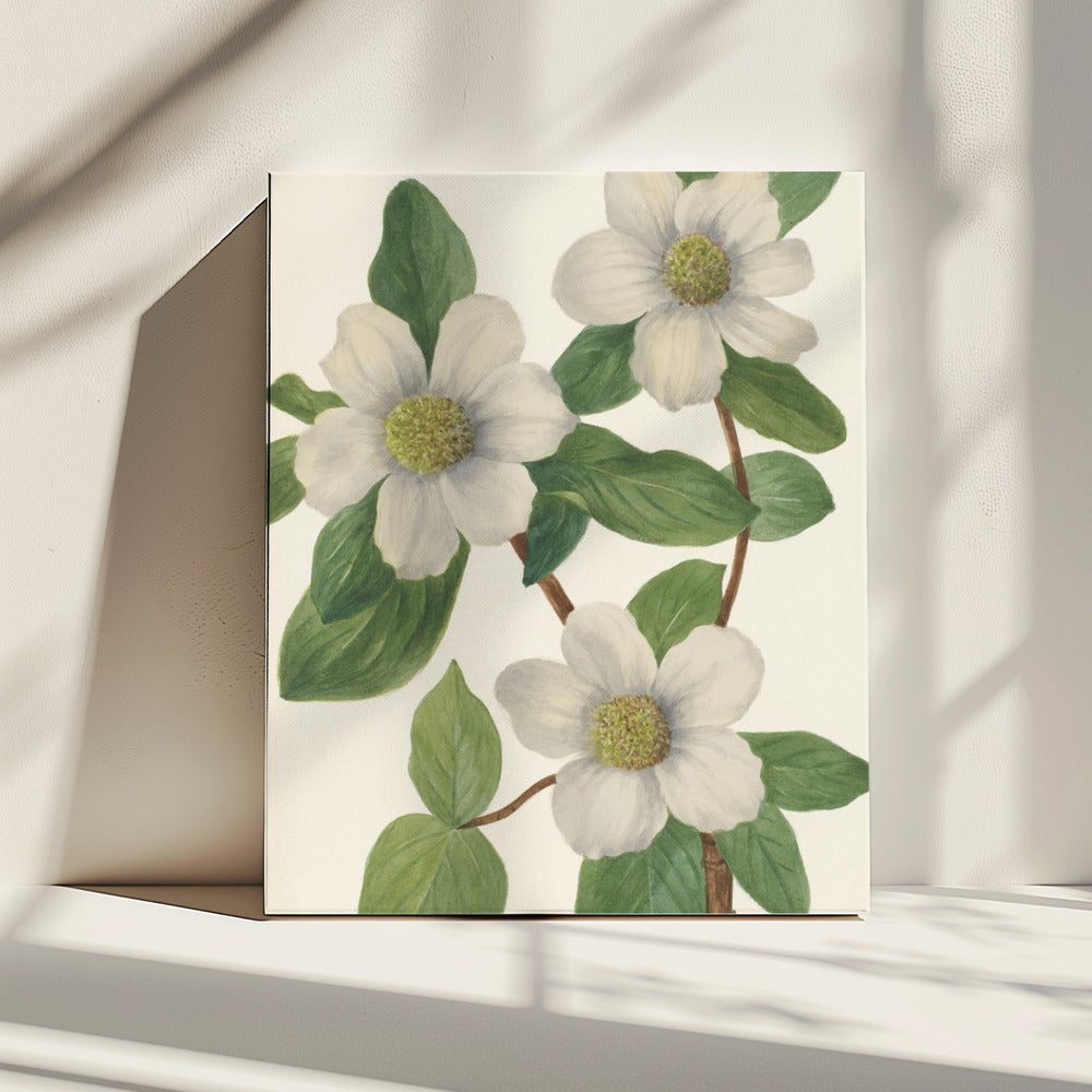 Pacific Dogwood | Canvas