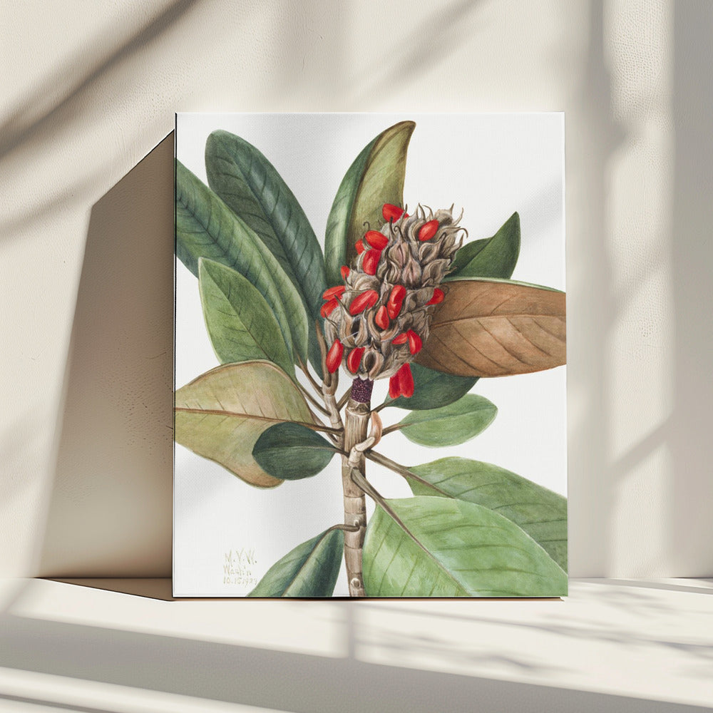 Southern Magnolia (1923) | Canvas