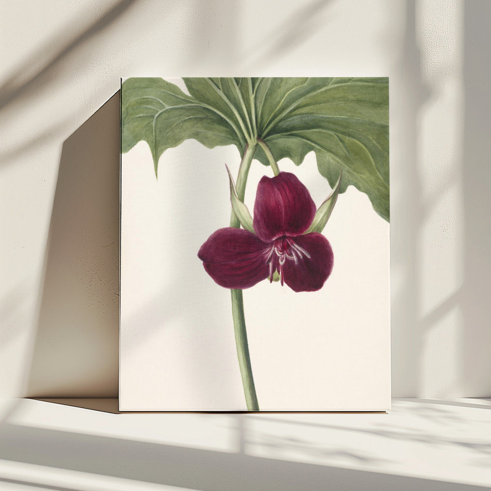 Sweet Trillium | Canvas