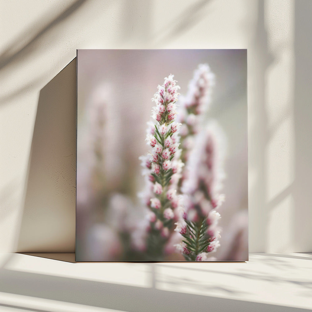 Whispers of Heather | Canvas