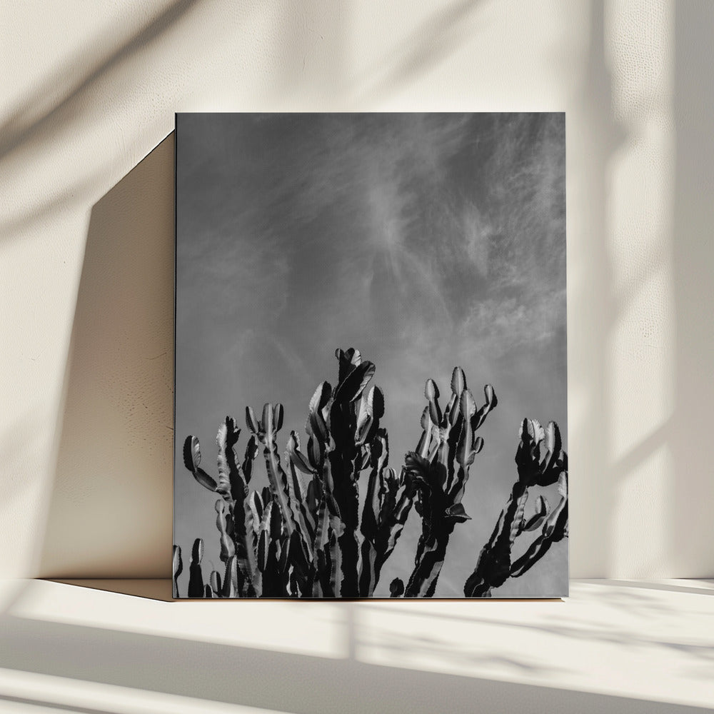 Monochrome Cactus Sky | Canvas