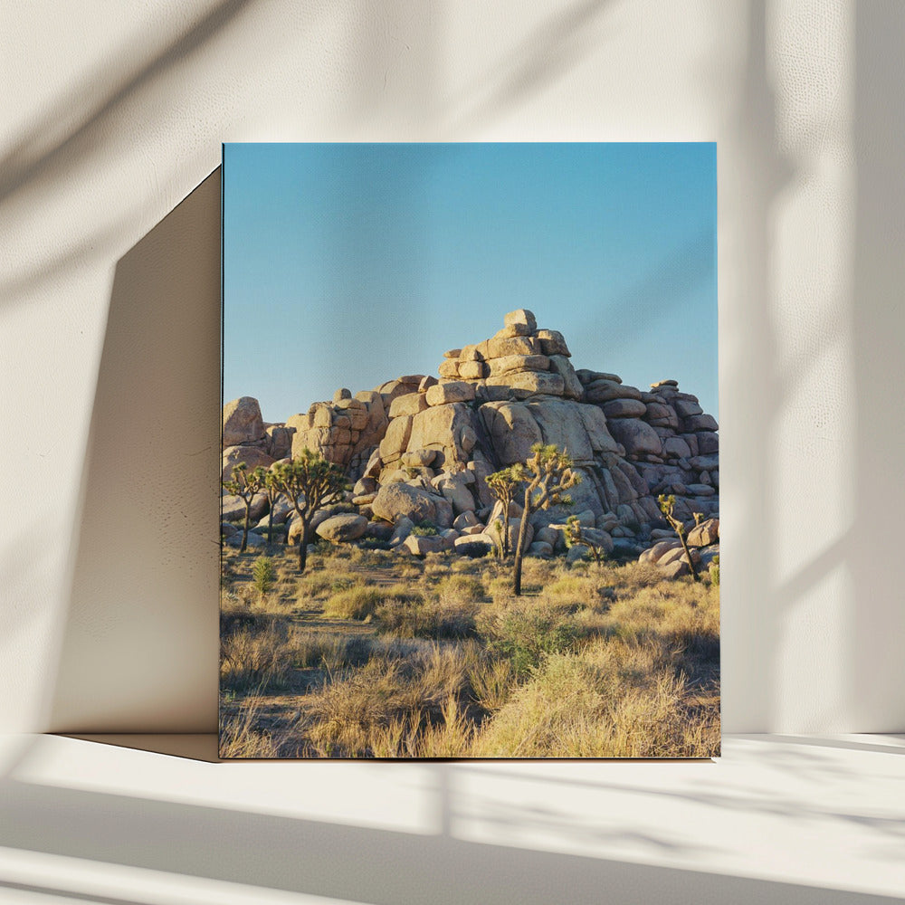 Joshua Tree Sunset | Canvas