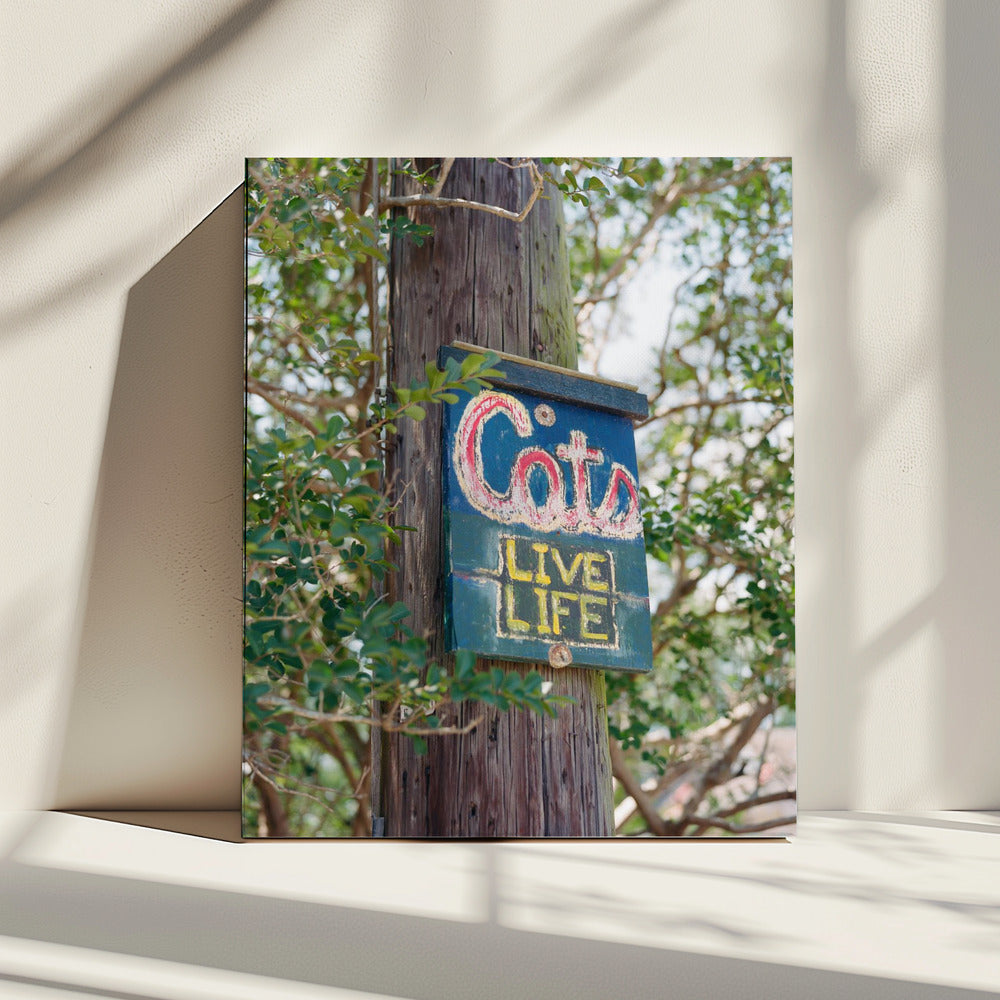 New Orleans Cats | Canvas