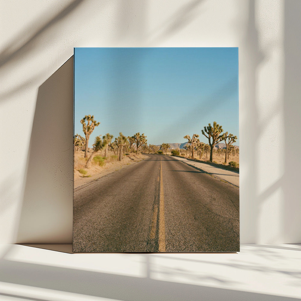 Joshua Tree Road II | Canvas