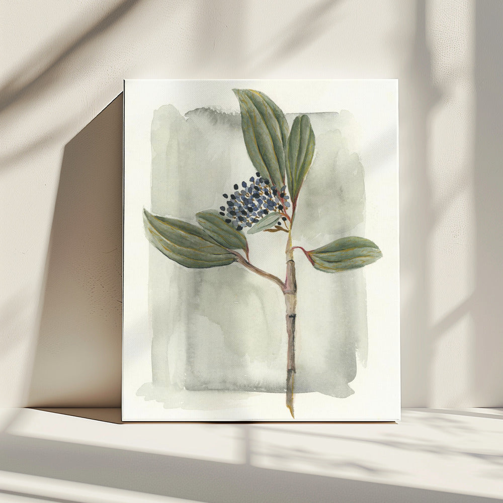 Viburnum davidii | Canvas