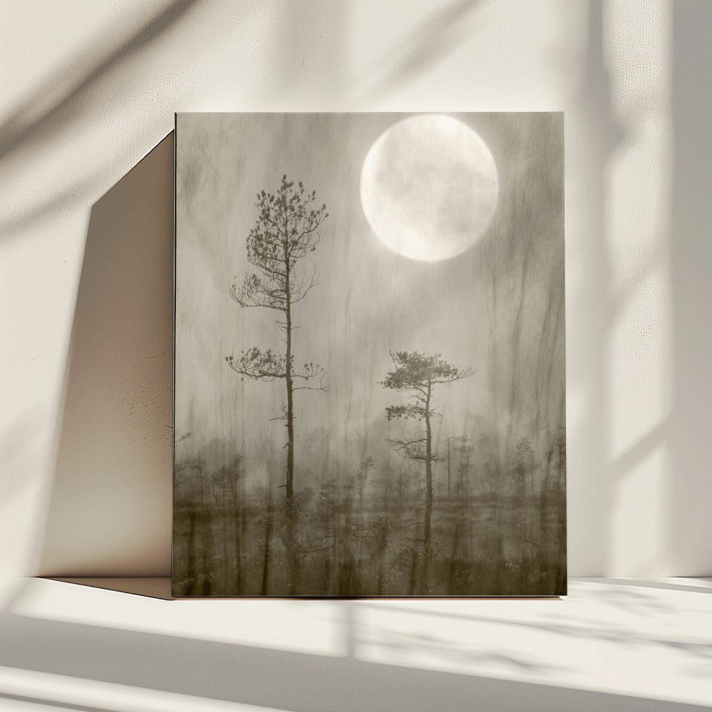 Moonlight Moor | Canvas