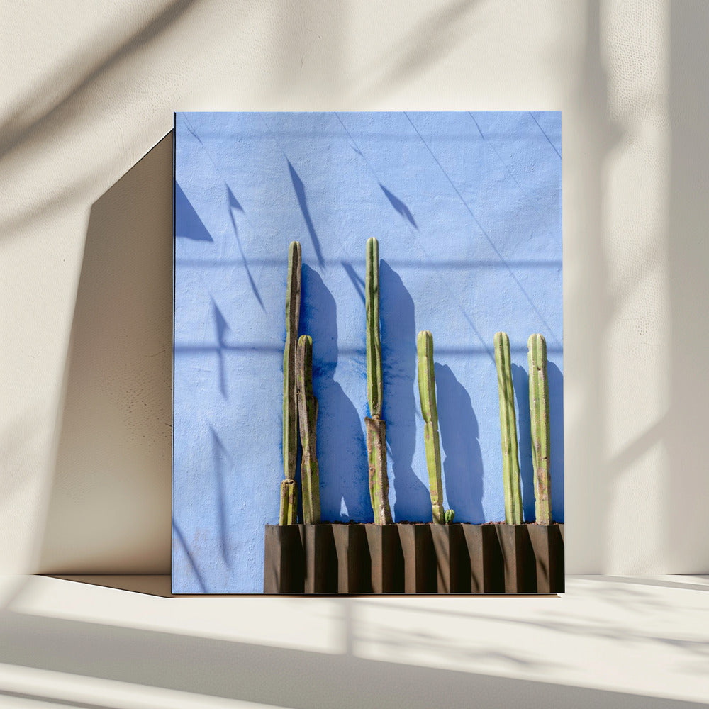 Tall Cacti | Oaxaca Mexico travel photography | Canvas