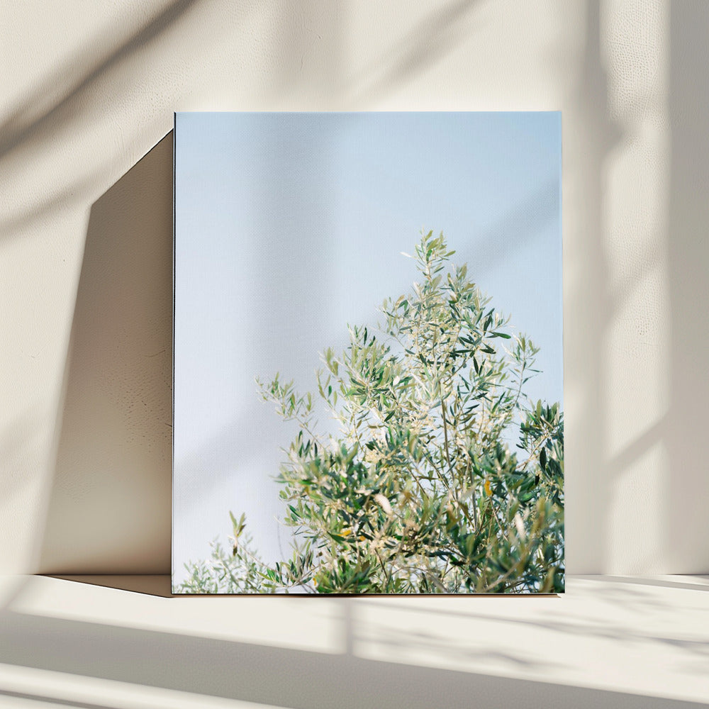 Olives In Ostuni | Italy Travel Photography | Canvas