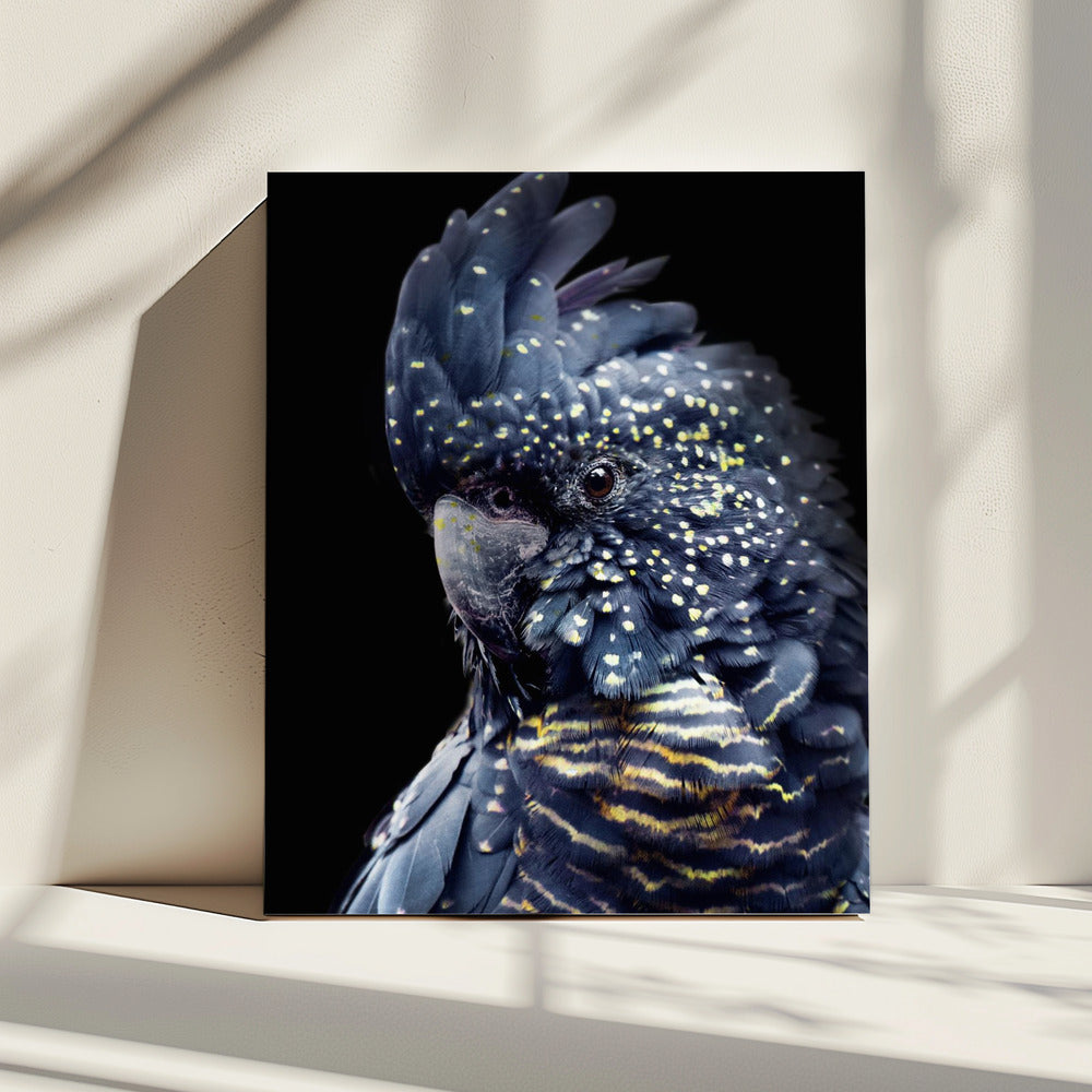 Blackcockatoo2 | Canvas