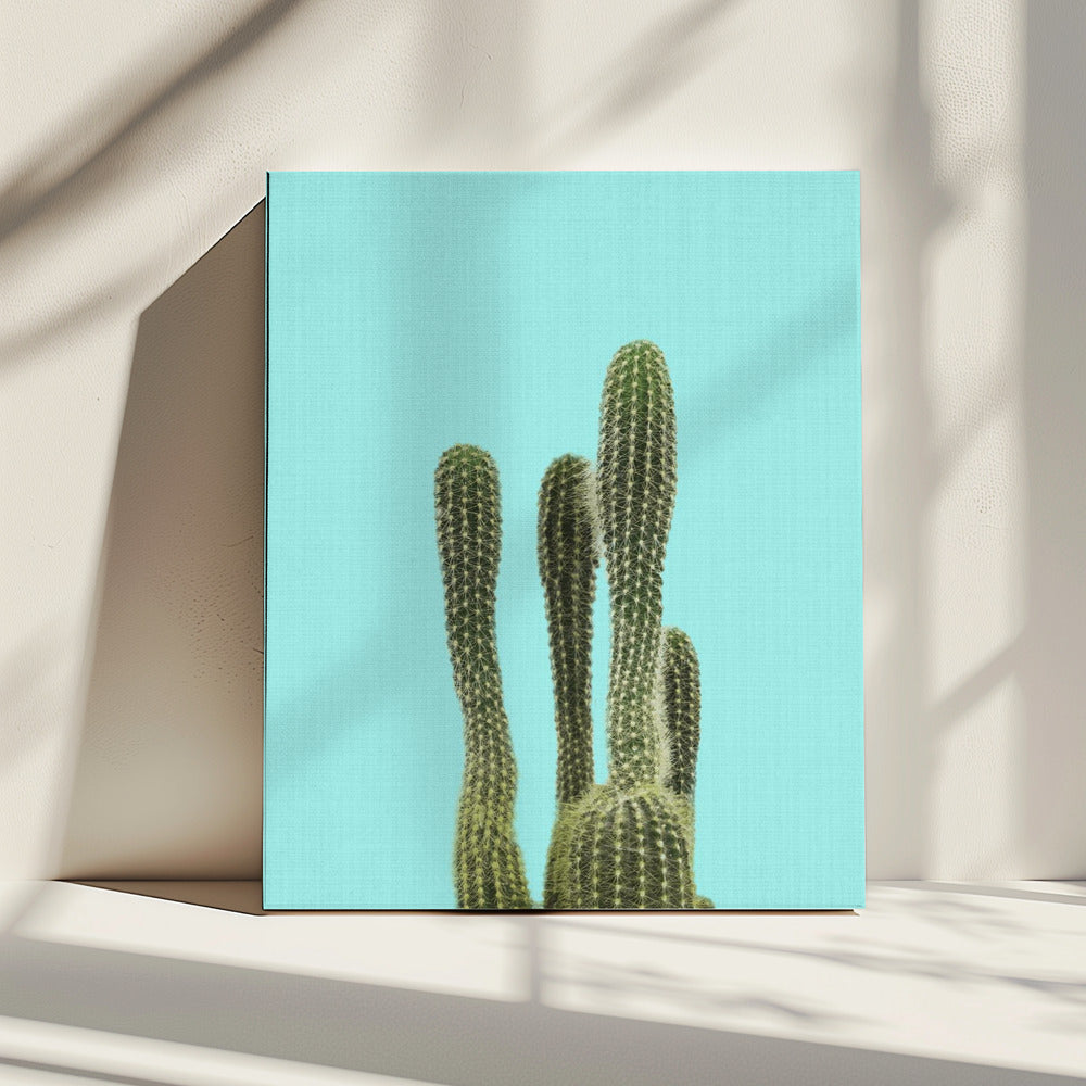 Turquoise Cactus | Canvas