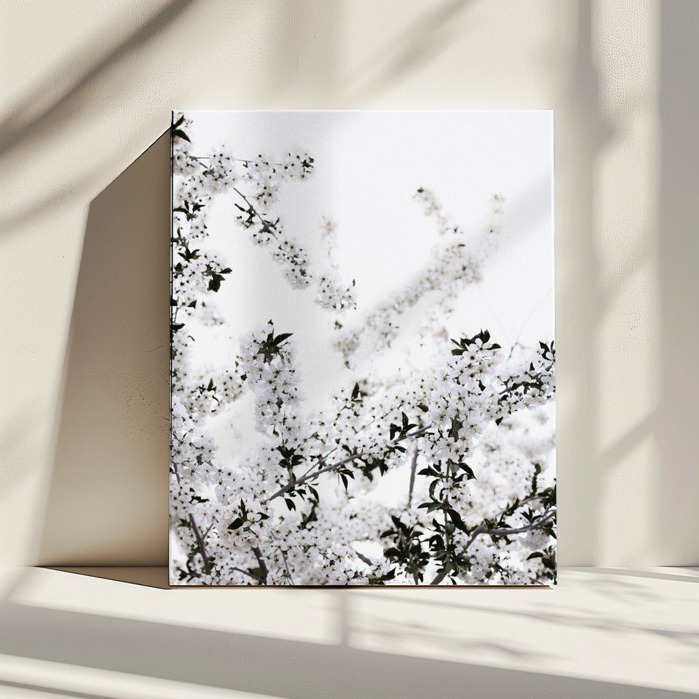 White Spring Tree 3 | Canvas