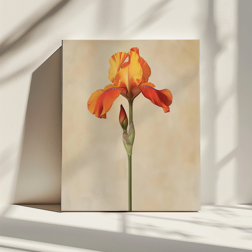 Poster Canvas Sng Iris 34 | Canvas