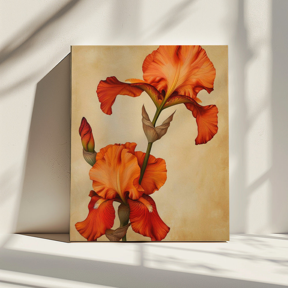 Poster Canvas Sng Iris 36 | Canvas