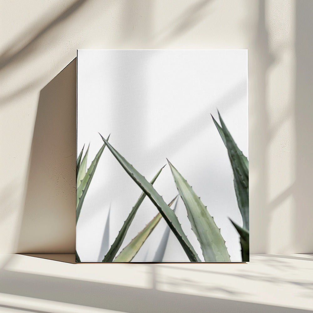 Cactus 7 | Canvas