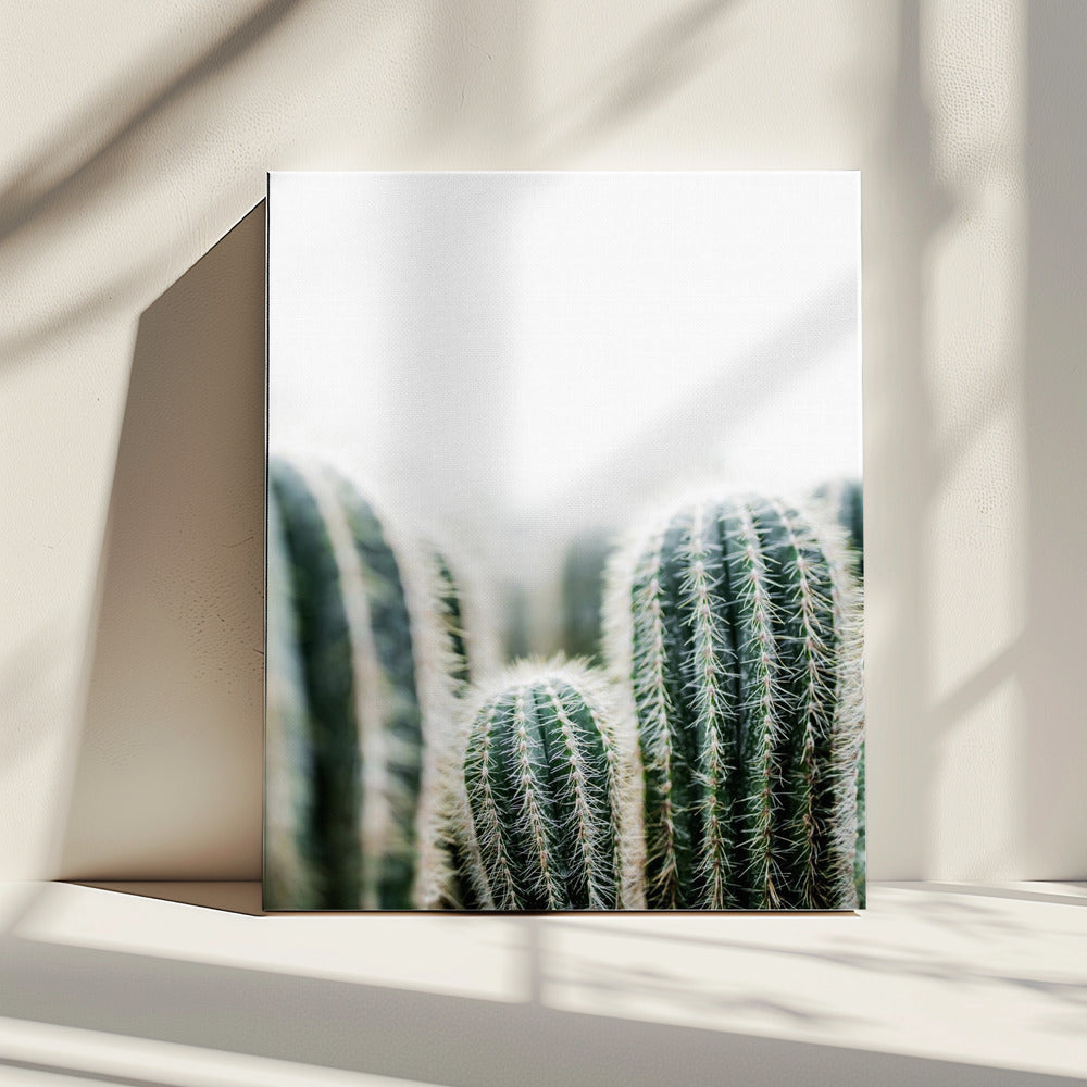 Cactus 1 | Canvas